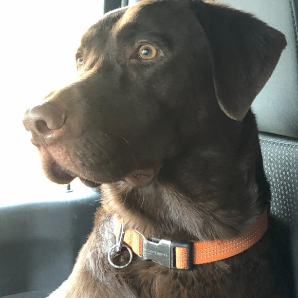 ruger_cooper